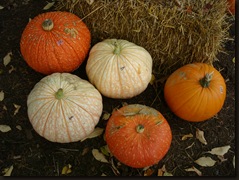 pumpkins 005