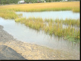 Cropper St. Chincoteague 065