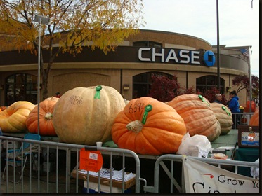 Pumpkins fesival- Circleville 005