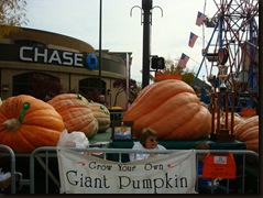 Pumpkins fesival- Circleville 006