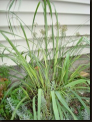 lemon grass harvest 001