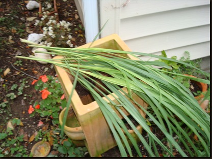 lemon grass harvest 005