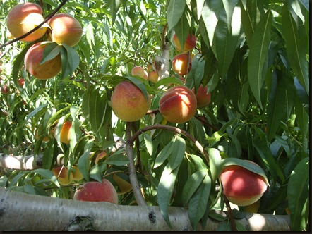 peach picking and downtown Akron-Lock3 004