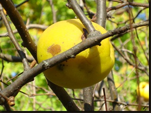 quince and 'shroom 002